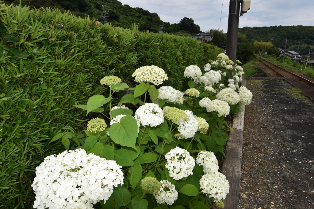 2025.06.12寸座駅アナベル1