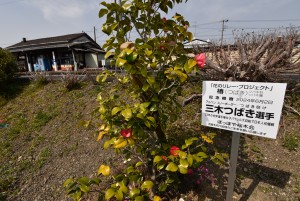 2025.03.25桜木駅ツバキ3