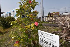 2025.03.25桜木駅ツバキ6