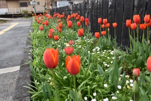 2026.03.26ホーム通路花壇1