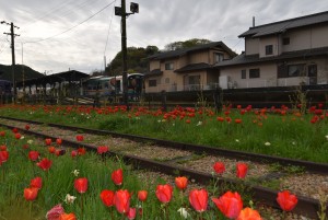 2026.04.01THG100とチューリップ3
