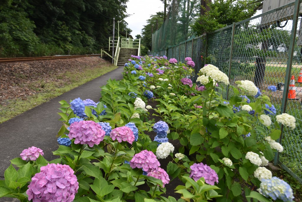 2025.06.12アスモ前駅2