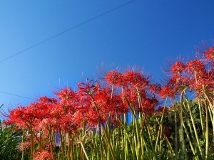 IMG_202610012119381