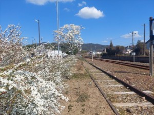 2026.03.12知波田駅2