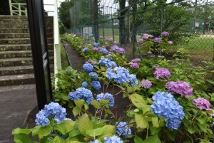 2025.06.12アスモ前駅3