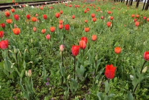 2026.03.26ペレ二アルガーデン2