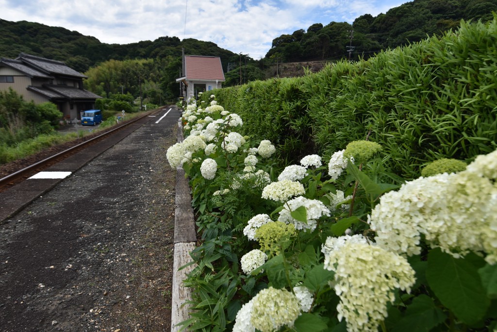 2025.06.12寸座駅アナベル2
