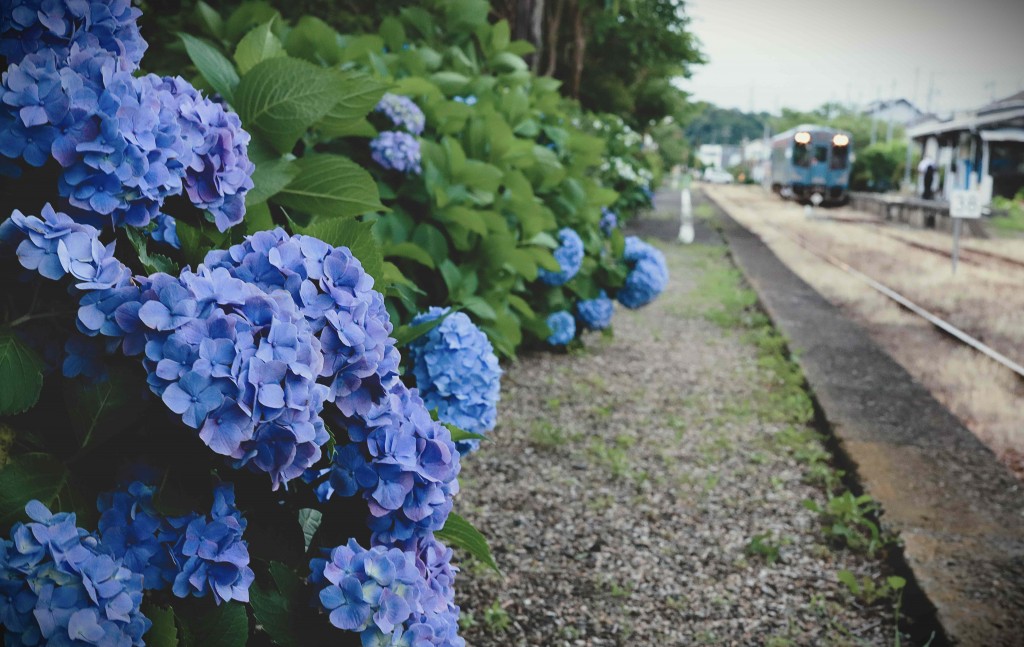 芒種の候 桜木駅