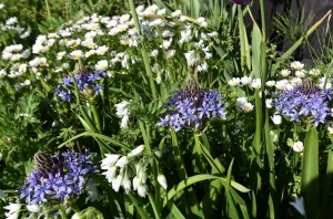 2026.04.14ワイルドヒヤシンス2