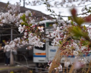 春の桜吹雪き