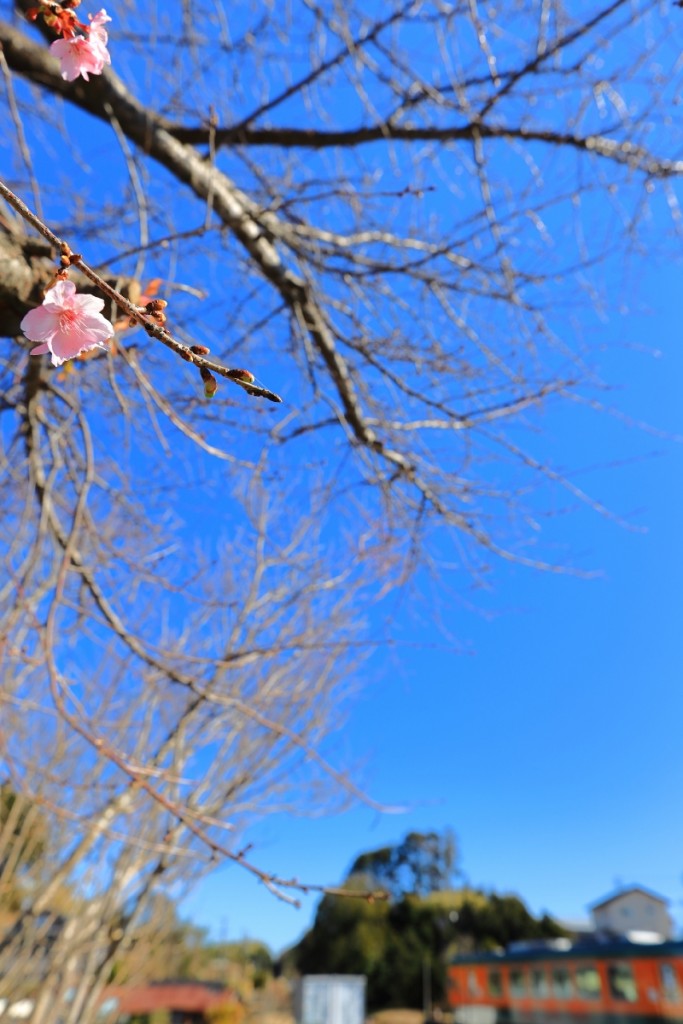 mini_季節外れの桜
