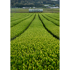 茶畑と天浜線